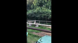 A Oasis fan Goat bopping up and down to Oasis cover band playing in the background.