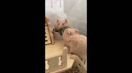 Pet hamsters fight for food in Jiangsu Province, China