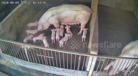 Piglet rescued after mother pig sleeps on it in Liaoning Province, China