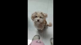 Dog struggles to eat stuck candy in Inner Mongolia