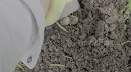 Traditional Mole Catching still operates on Dartmoor Devon uk