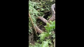 A very large python in Indonesia was trapped in the bushes because it was injured