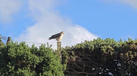 Common Buzzard is sitting on a hedgerow Dartmoor National Park Devon