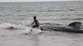 Seven Whale Sharks Stranded in West Sumatra Province, Indonesia