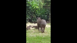 China's first successful breeding of Brazilian tapir twins