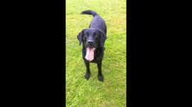 Hugo loves to play fetch.  If he could talk he'd be saying:
