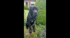 Moose the Cane Corso x Labrador: When you're just too hot to chew...