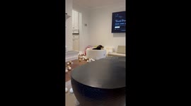 English Cocker Spaniel Plays in Ball Pit
