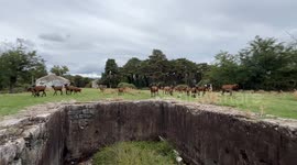 Got approached by a huge family of goats in the middle of the forest (and it was all fine)