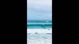 Dolphins Swims With Surfers