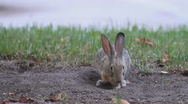 Bunny and Squirrel Play Together