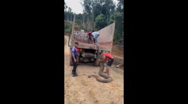 The carcass of a large python was found in a mining area in Indonesia