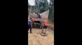 The carcass of a large python was found in a mining area in Indonesia