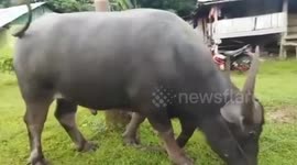The appearance of a very unique 5-legged buffalo in Indonesia
