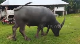 The appearance of a very unique 5-legged buffalo in Indonesia