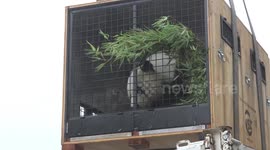 Giant pandas back to China from Austria