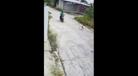 Fighting goats block road for motorists