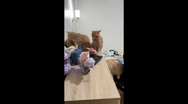 Kittens transfixed by Labubu teddies spinning on toy motorcycle