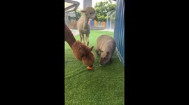 Hungry capybara attempts to steal carrot from alpaca