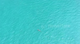 Authorities warn tourists as wild crocodile spotted swimming in beach