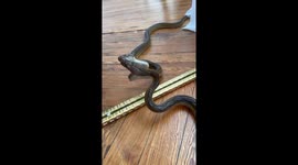 Snake explores mirror in Jackson, Mississippi, USA