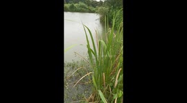 Alligator responds to keeper’s call and emerges from water in Anhui, China