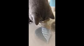 Cat drinks milk from packet in Yunnan Province