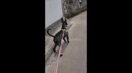 Dog hops like a rabbit while on a walk in Zhejiang, China