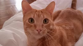 Who Said Cats Aren't Obedient? Watch My Cat Fetch Like a Dog!