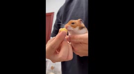 Pet hamster chokes on durian in Fujian, China