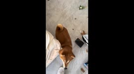 Dog destroys house and refrigerator in Jilin Province, China
