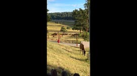Elk herd jumps from park into Evergreen neighborhood