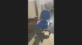 Dog spins chair in circles in Rio de Janeiro