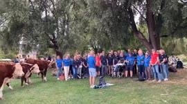 Video shows comical moment cows join choir for performance