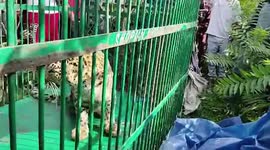 Leopard captured by wildlife authorities in northern India