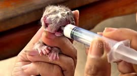 Superstitious Thai locals visit rare kitten with two heads for good luck