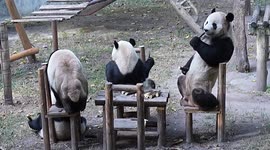 China: China Chongqing Zoo Giant Pandas