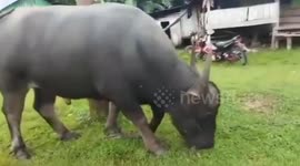 Buffalo with five legs amazes villages in Indonesia