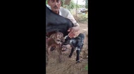 Goat with an 'alien face' born in village in India