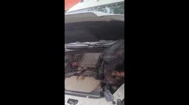 Locals remove huge python from car engine in India
