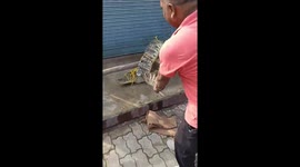 Crocodile caught in residential area in India