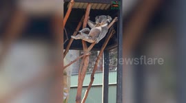 Koala strikes a pose in a tree