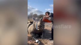Meet the vet who dehorns rhinos to fight the poaching crisis