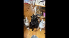 Cats Learn the