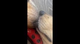 Sweetly Sleeping Boop To Boop