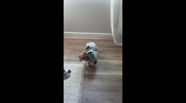 Clothed Dachshund Strikes An Awkward Pose