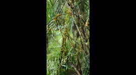 Tree Frog Breeding Event