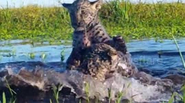 Argentina: hunting and deforestation are enemies of Jaguars, which is in 'critical danger' in Argentina