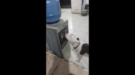 Thirsty pup caught in the act: Dog drinks straight from water dispenser in Ecuador
