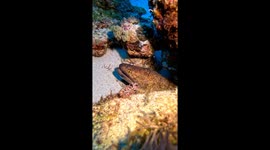 Brave Cleaner Shrimp